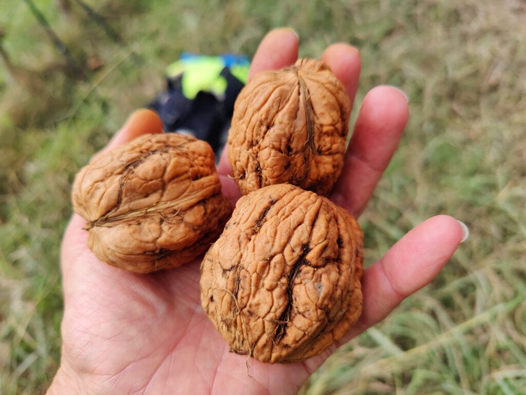 Three giant walnuts!