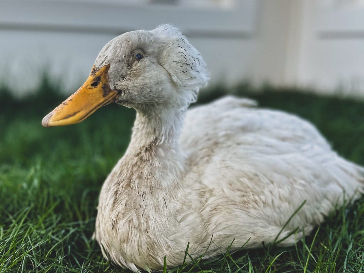 Rescue Duck celebrates 17th birthday at West Place Animal Sanctuary
