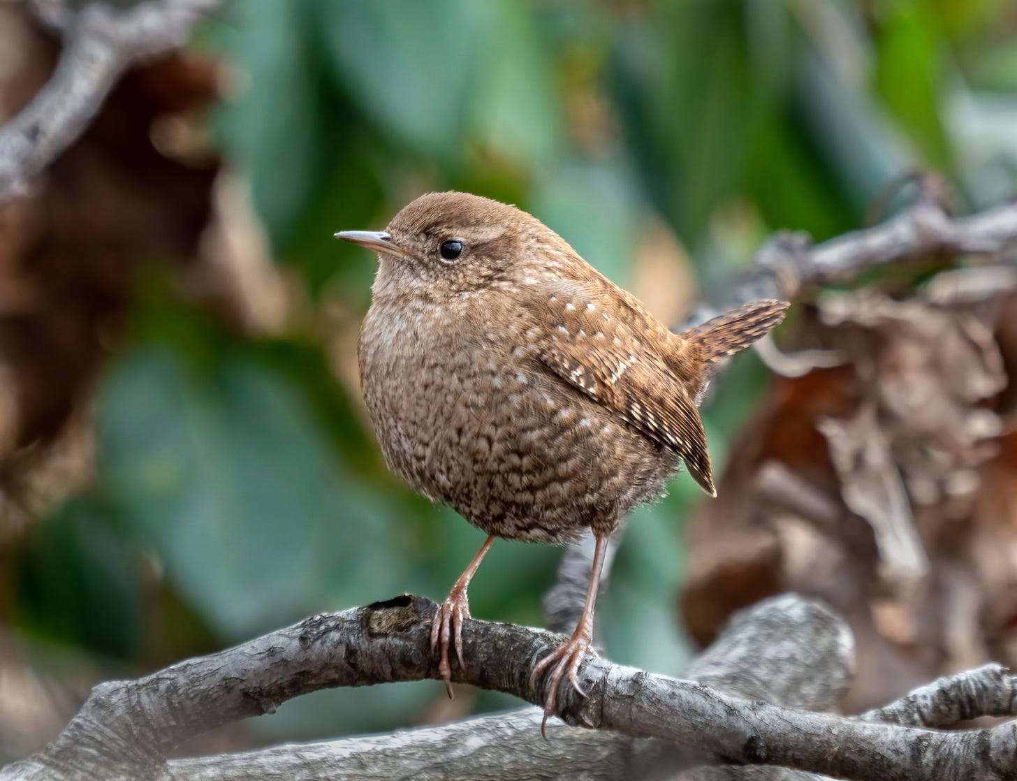 Winter wren - Wikipedia