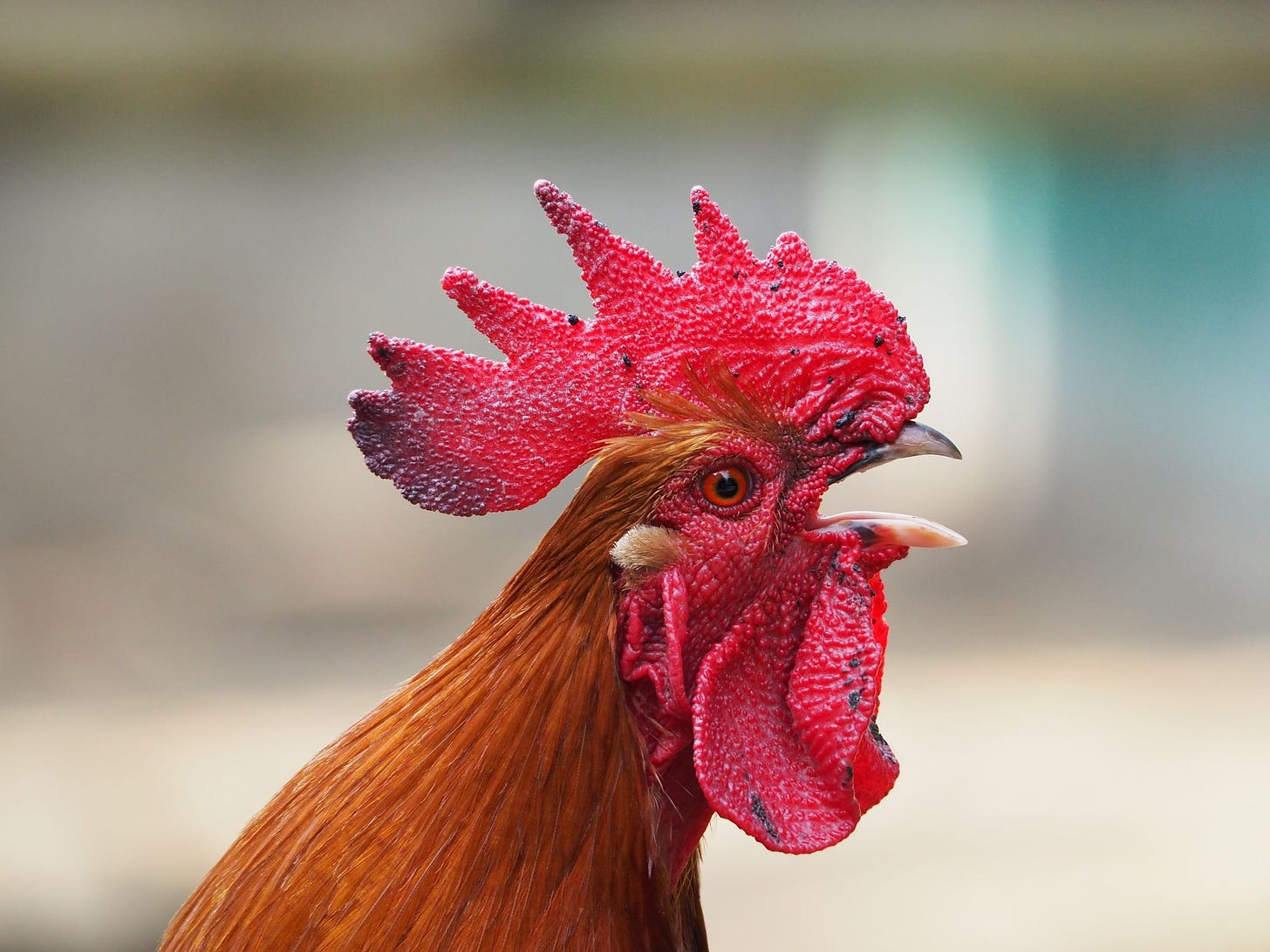 rooster with its beak open via pixabay and pixels