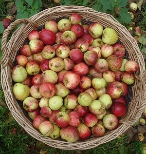 apples_yarlington_mill