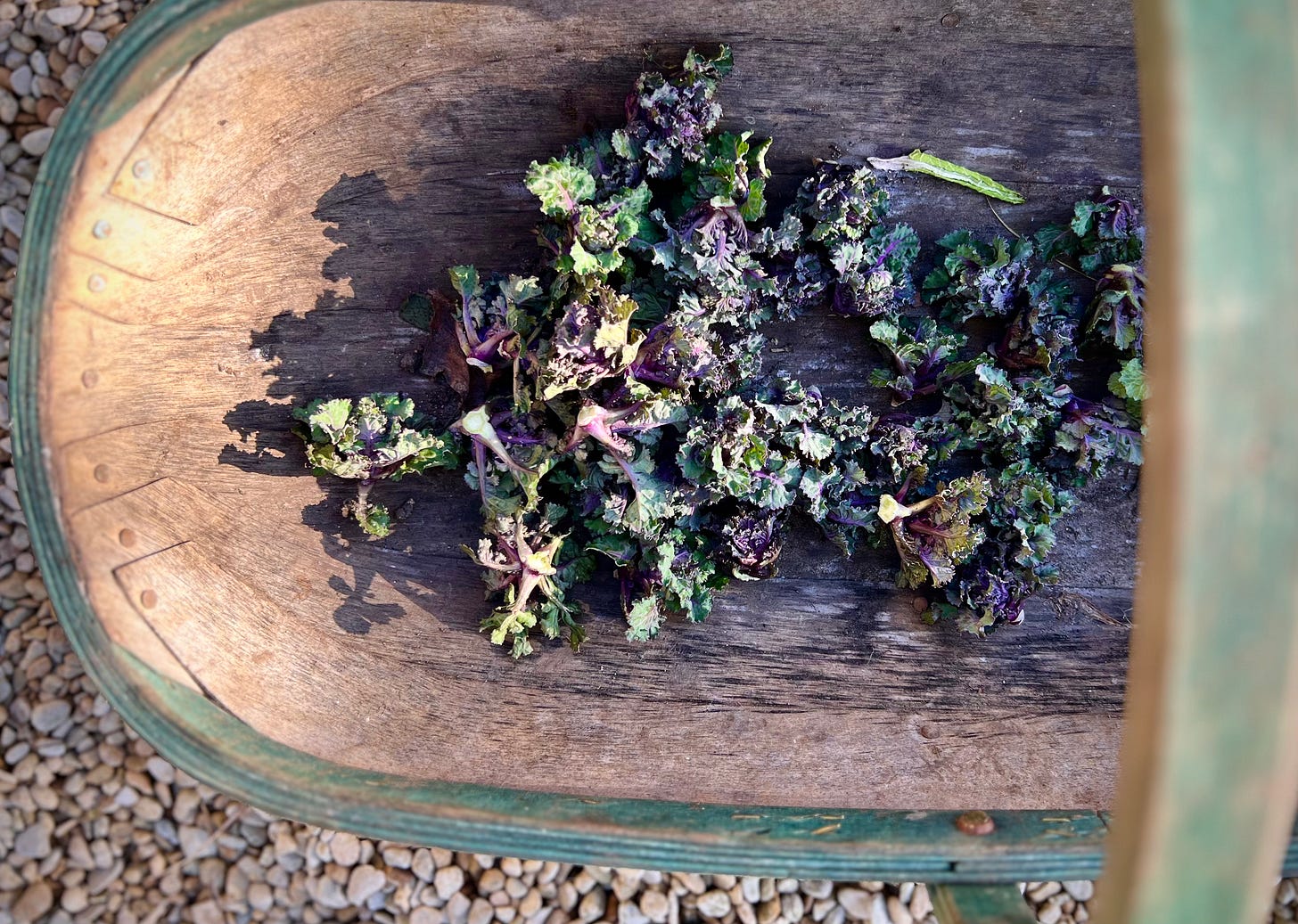 sunlit trug with just picked kalette harvest