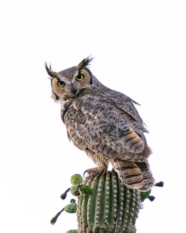 20180604_Owl-18-Edit.jpg