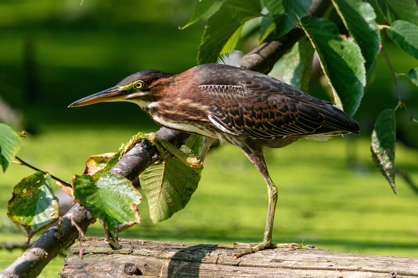 A bird with a navy blue crown, a russet neck, and slate blue wings stands with its left foot on a log and its right clutching a branch that it's about to lever itself onto