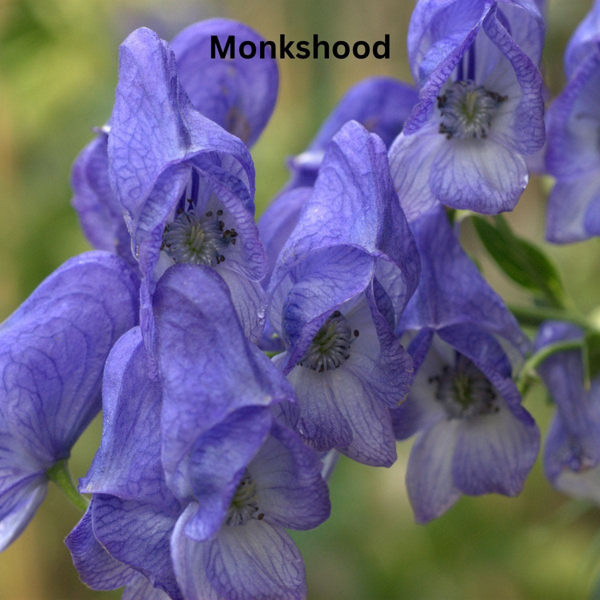 Monkshood