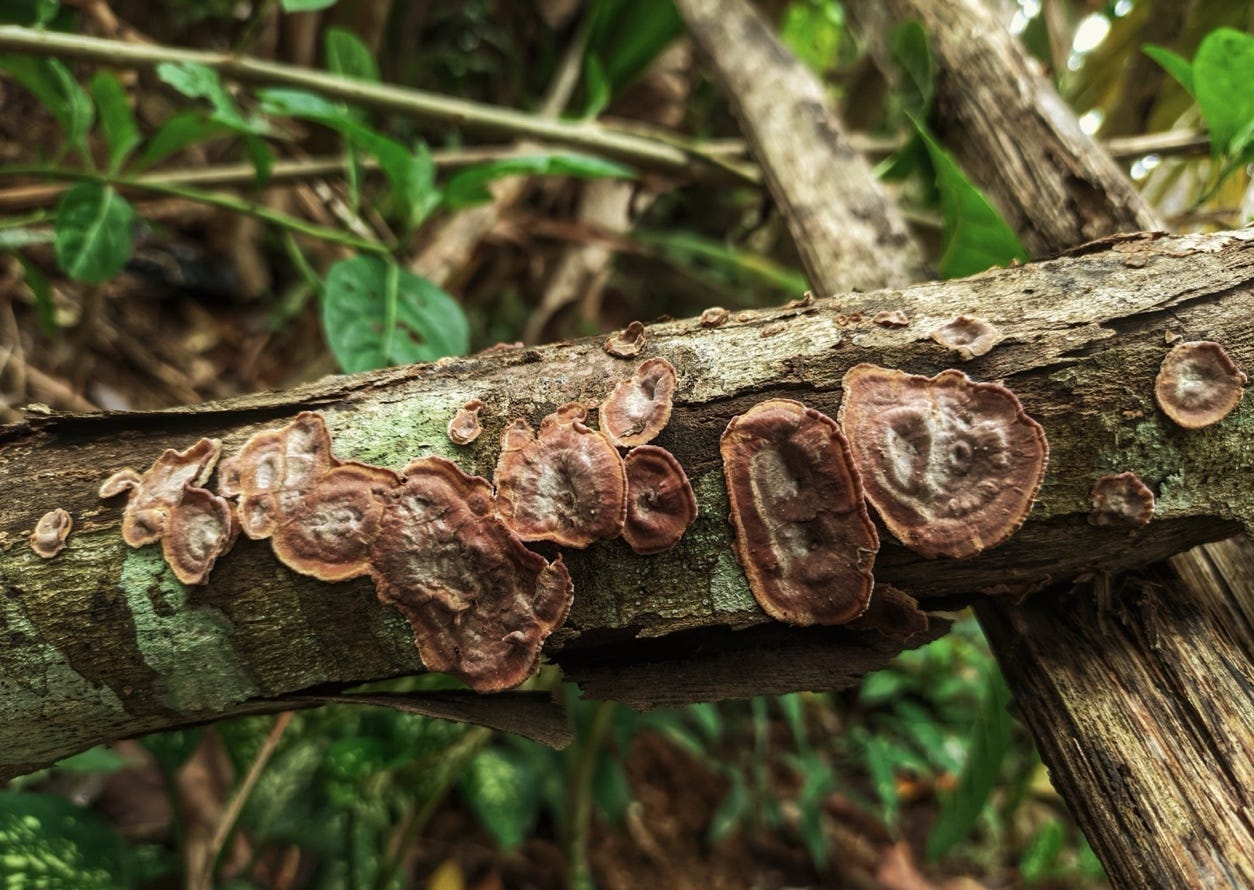 A group of mushrooms on a tree branch

Description automatically generated