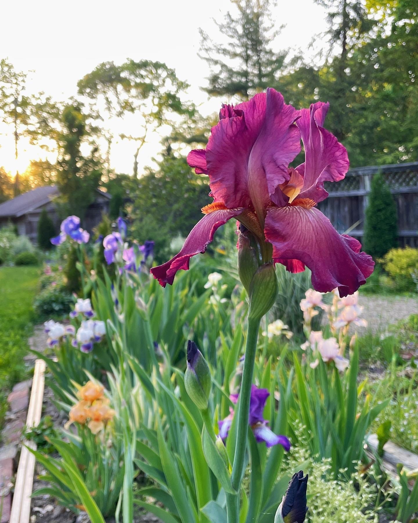 Iris Bed with mauve Iris ‘Lady Friend’. The bed is between the back lawn, the Pond, and the Long Border