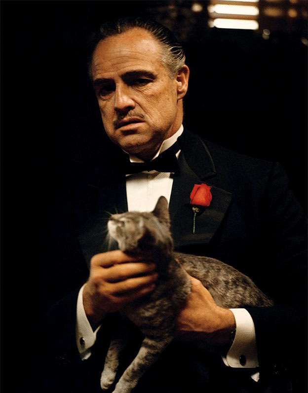 godfather cat brando