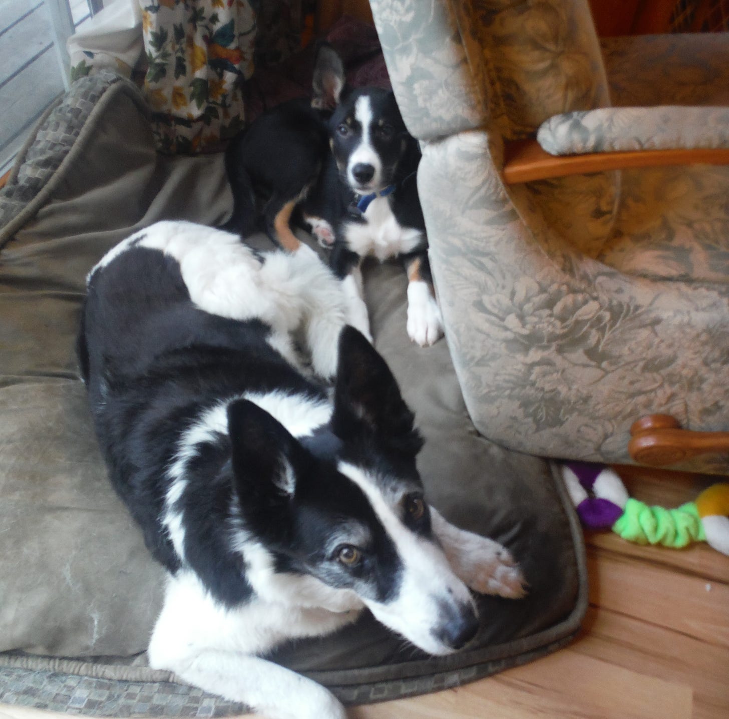 Two border collies lying together, one old, one young