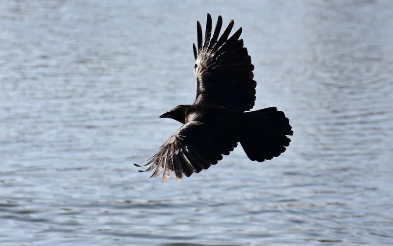 A raven flies over water. Do you think ravens know how to be who they want?