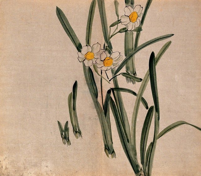 A daffodil (Narcissus species): flowering and leafy stems. Watercolour.