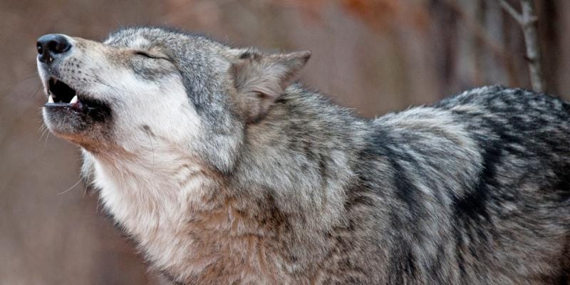 Gray wolf howling