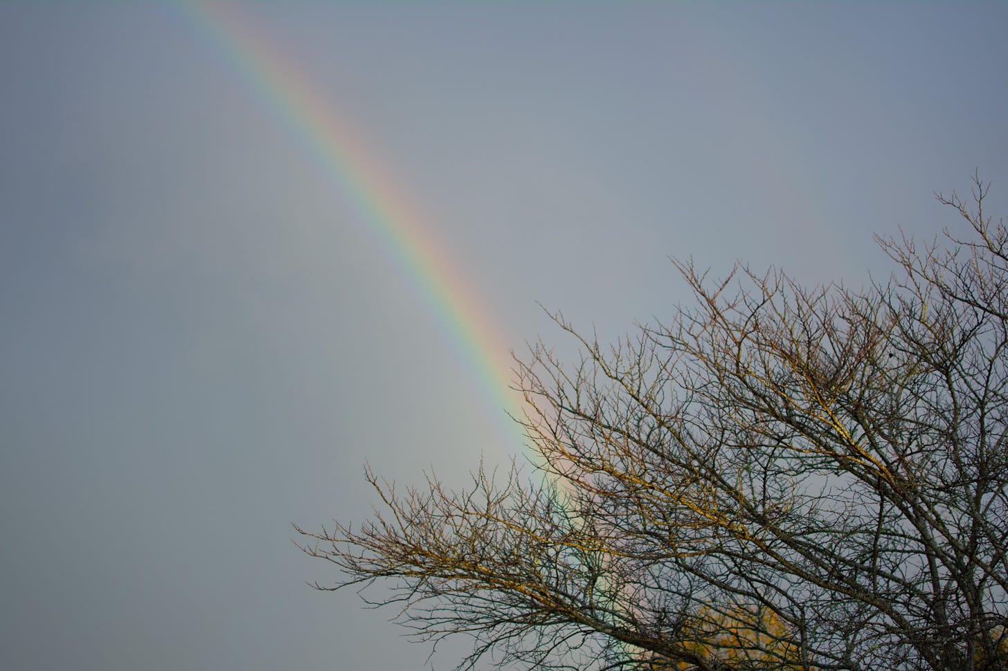 The edge of a rainbow arcing over a blue sky and through the bare branches of a tree