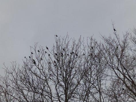 A murder of Crows: another word for a flock