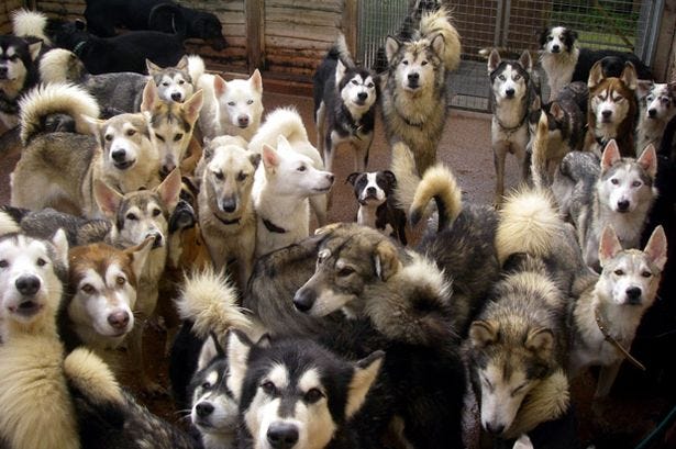 Couple with five children kept 56 large dogs as pets in their four-bedroom home - Mirror Online