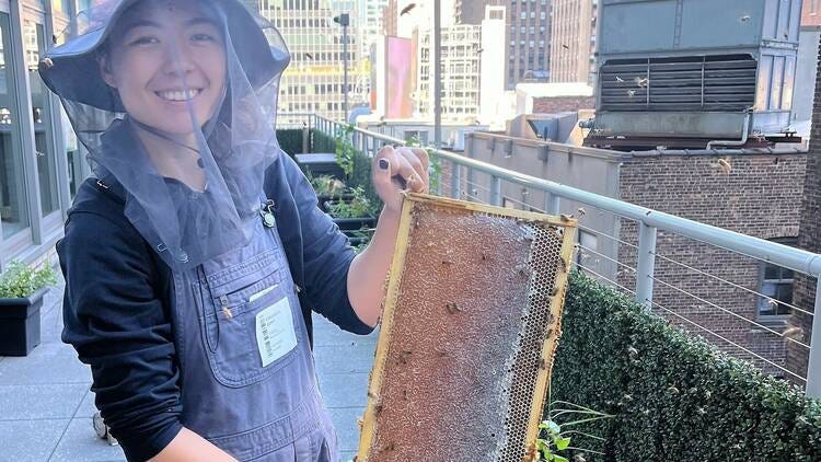 Honey harvested at the Empire State Building is ready to eat
