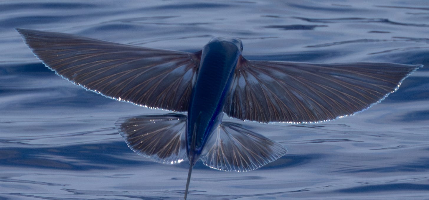 a deep blue fish with black wings flying away.