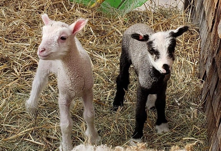 lambs at runamuk