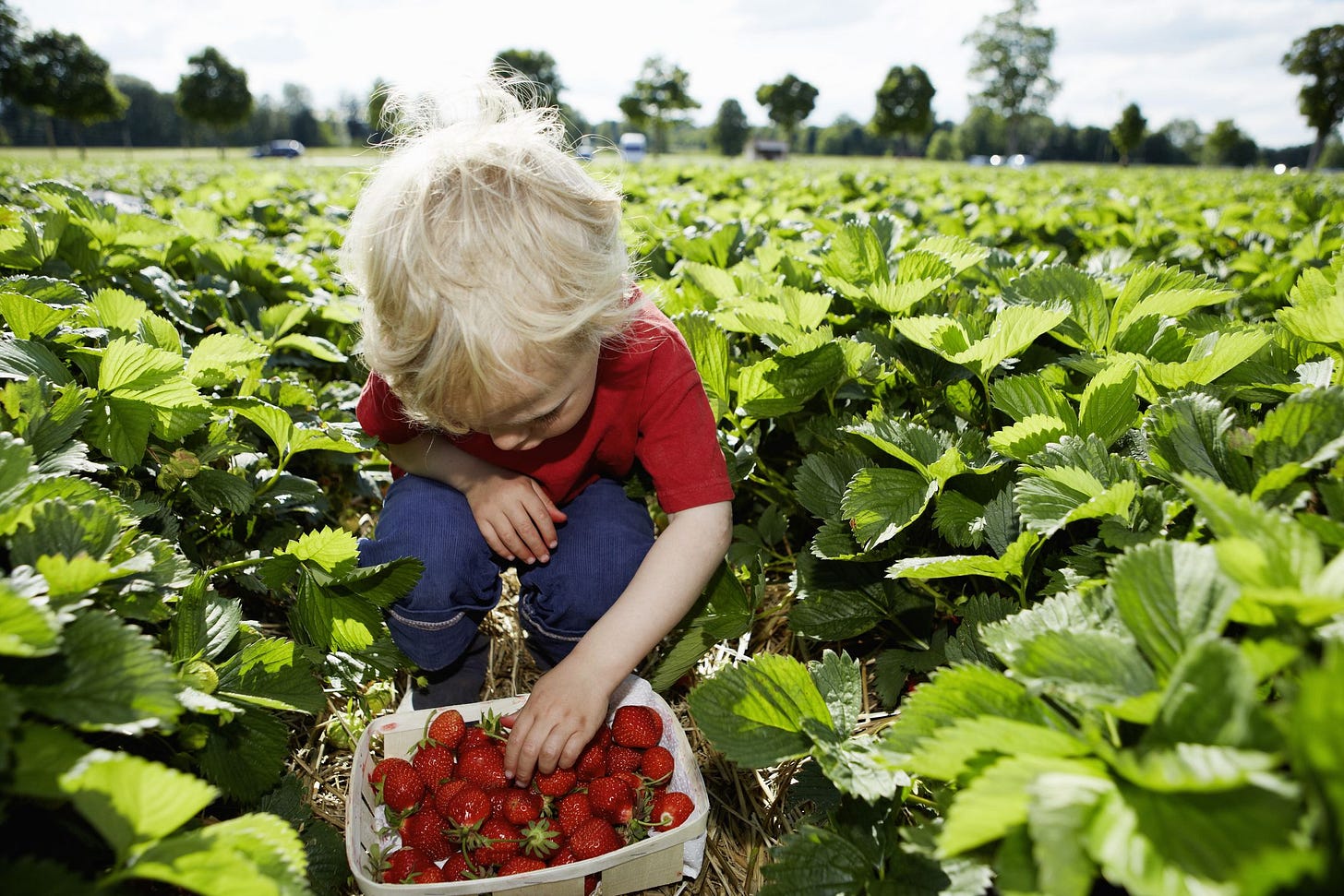 Best Fruit Picking Near NYC - Top 11 Fruit Farms to Visit Near Me