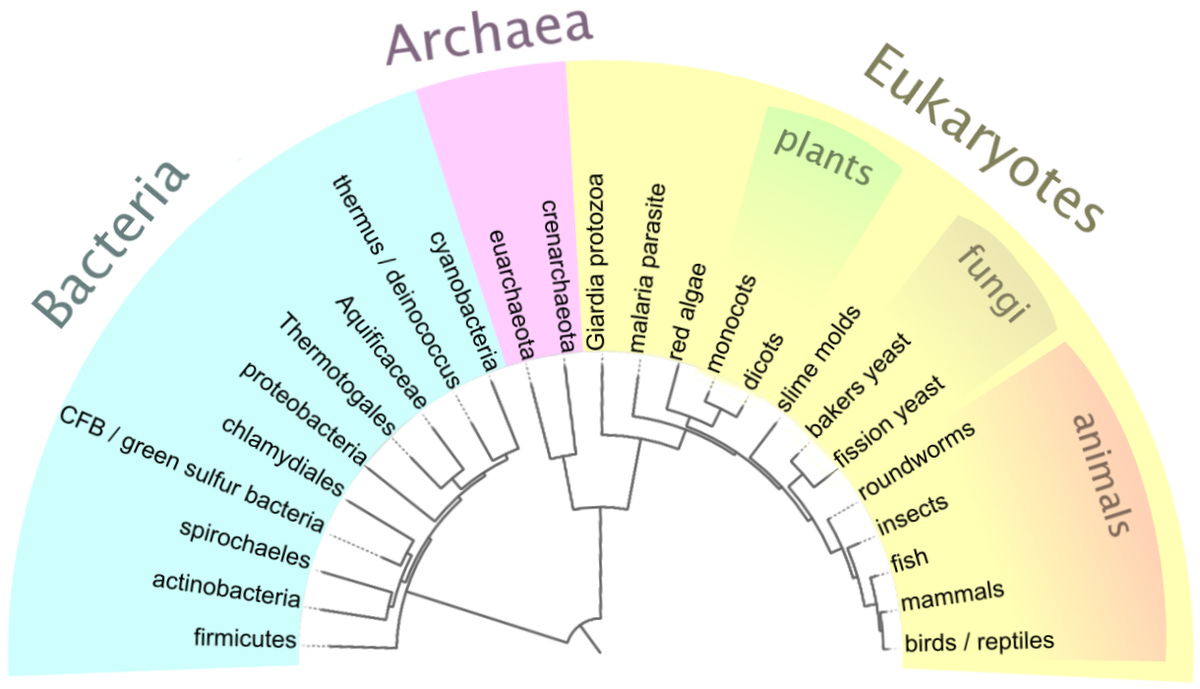 Tree of life (biology) - Simple English Wikipedia, the free encyclopedia