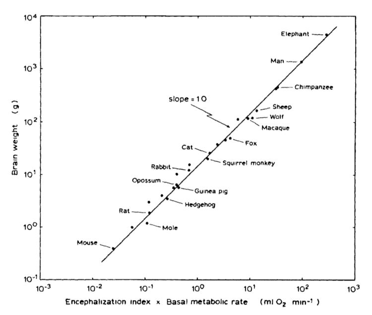 Image: Brain weight as a function of the degree of encephalization multiplied by the basal metabolic rate. Hofman (1983)