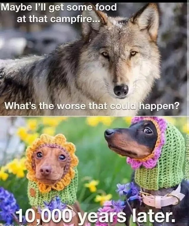 The last meme on the page is a montage of two photographs one above the other. The top photograph is of a confident wolf staring into the lens of the camera. The caption for that photograph says "maybe I'll get some food at that campfire… What's the worst that could happen?". The photograph underneath then shows two ridiculous, looking dachshunds, looking goofy with knitted Hoods covering their ears and neck. Underneath the colourful photo are the words 10,000 years later.