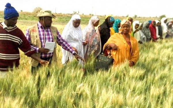 Naira Redesign, Swap causing untold Hardship in Rural Communities - African Farmer Mogaji