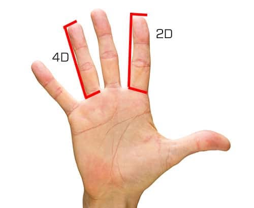 2D/4D finger digit ratios diagram index finger and ring finger.