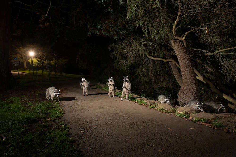 imagen de mapaches en un callejón de Estados Unidos premiada en los Sony World Photography Awards