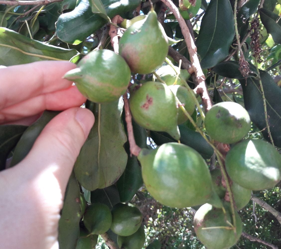 Macadamia integrifolia [unripe nuts closeup - Medowie, NSW, 2022] sml.jpg