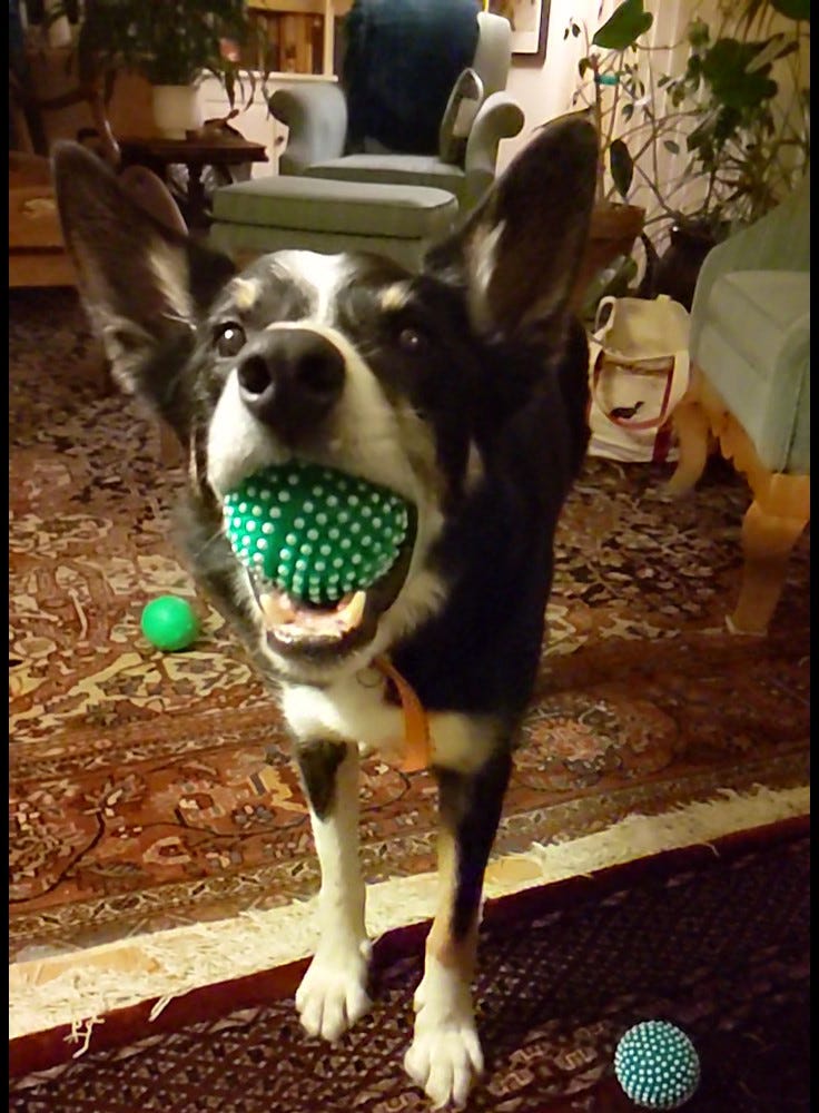 Dog with new toys