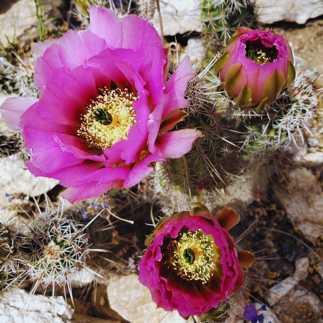 A close-up photo of a blooming cactus.