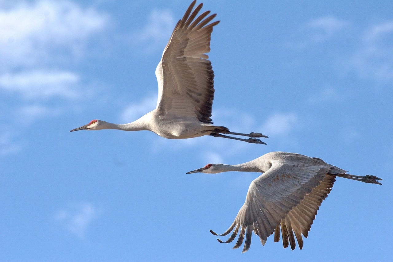 Two sandhill cranes in flight against a blue sky with wispy white clouds.