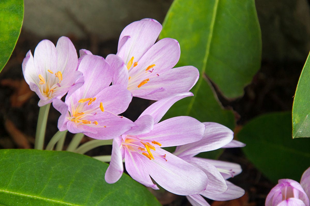 Autumn Crocus