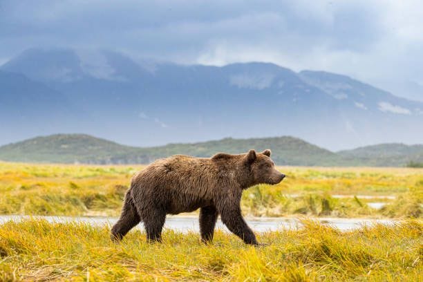 Grizzly hunting for Alaskan salmon Grizzly bear grizzly bear stock pictures, royalty-free photos & images