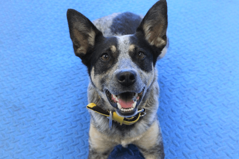 Scout the blue heeler lies on a blue background and looks at the camera with an open-mouthed pant