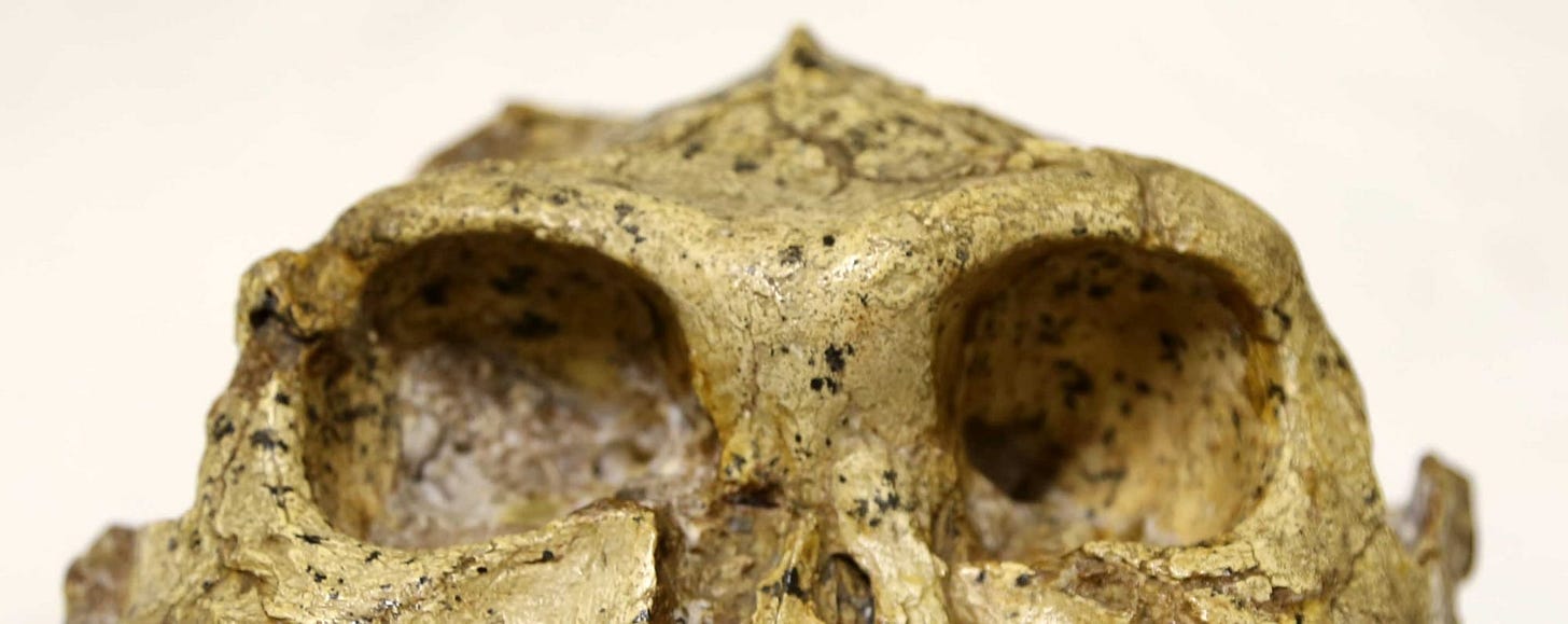A closeup of the front of the SK 48 fossil skull showing the eye orbits