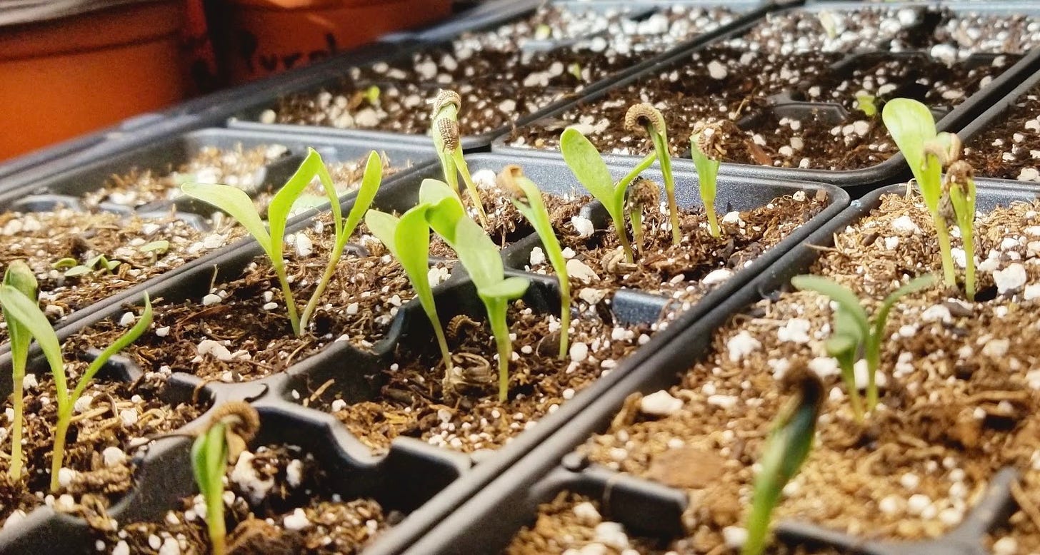 Calendula seedlings in plastic seed planters.