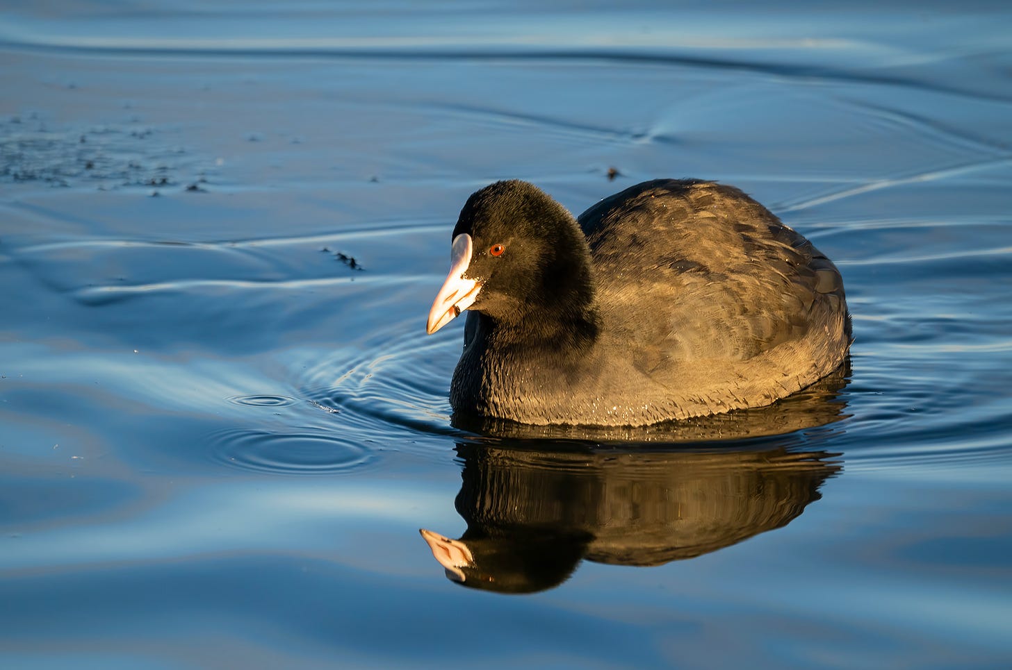 Photo of a coot swimming on a partially frozen loch