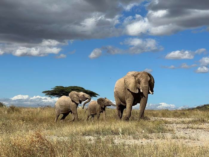 Elefantessa con due cuccioli in un paesaggio naturale africano.