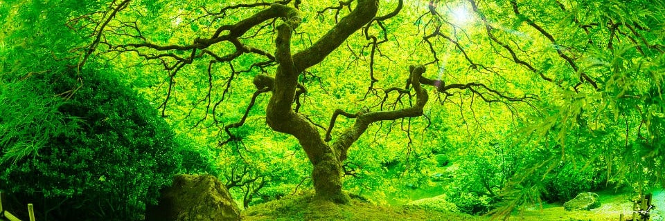 Magic Forest, Oregon, USA Landscape Image