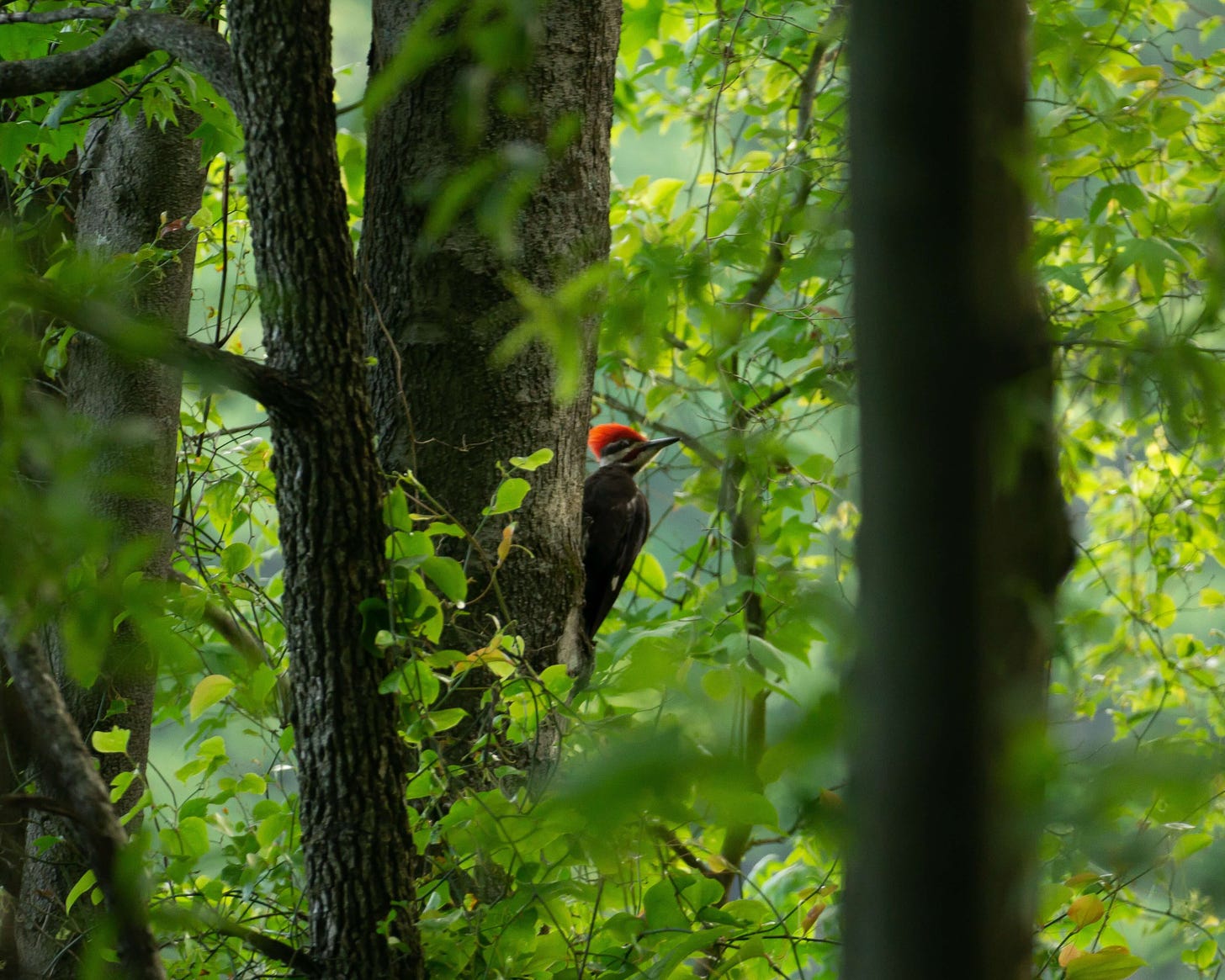 A male pileated woodpecker perches on the side of a tree in thick foliage, backlit by sunshine that makes his red head-crest glow brightly in the dim scene.