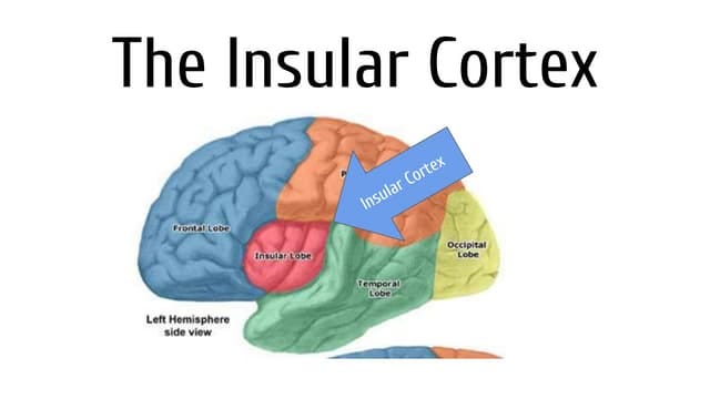 The Insular Cortex-Elodi Bodamer GOA Class