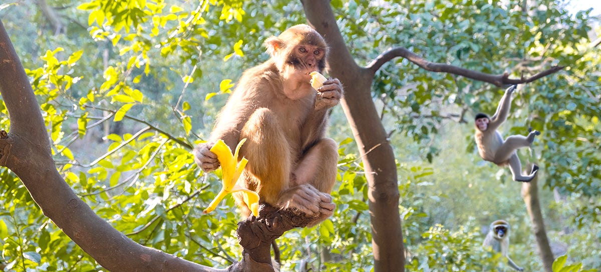 A monkey eating a banana in a tree, while two others watch, enviously.