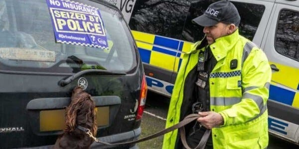 A police sniffer dog checks a seized vehicle