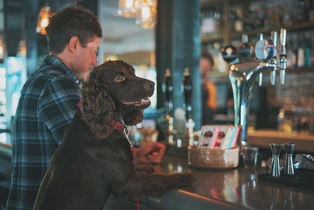 A spaniel sits at the bar in a pub next to a guy waiting to be served