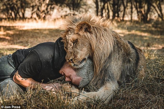 Wildlife worker shows off bond with lions as he play-fights with three big  cats in South Africa | Daily Mail Online