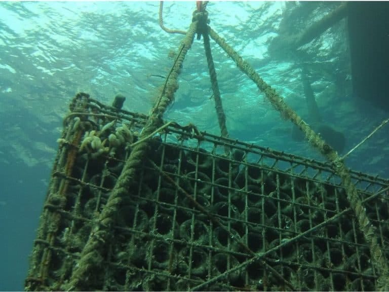 Underwater Wines in cradle