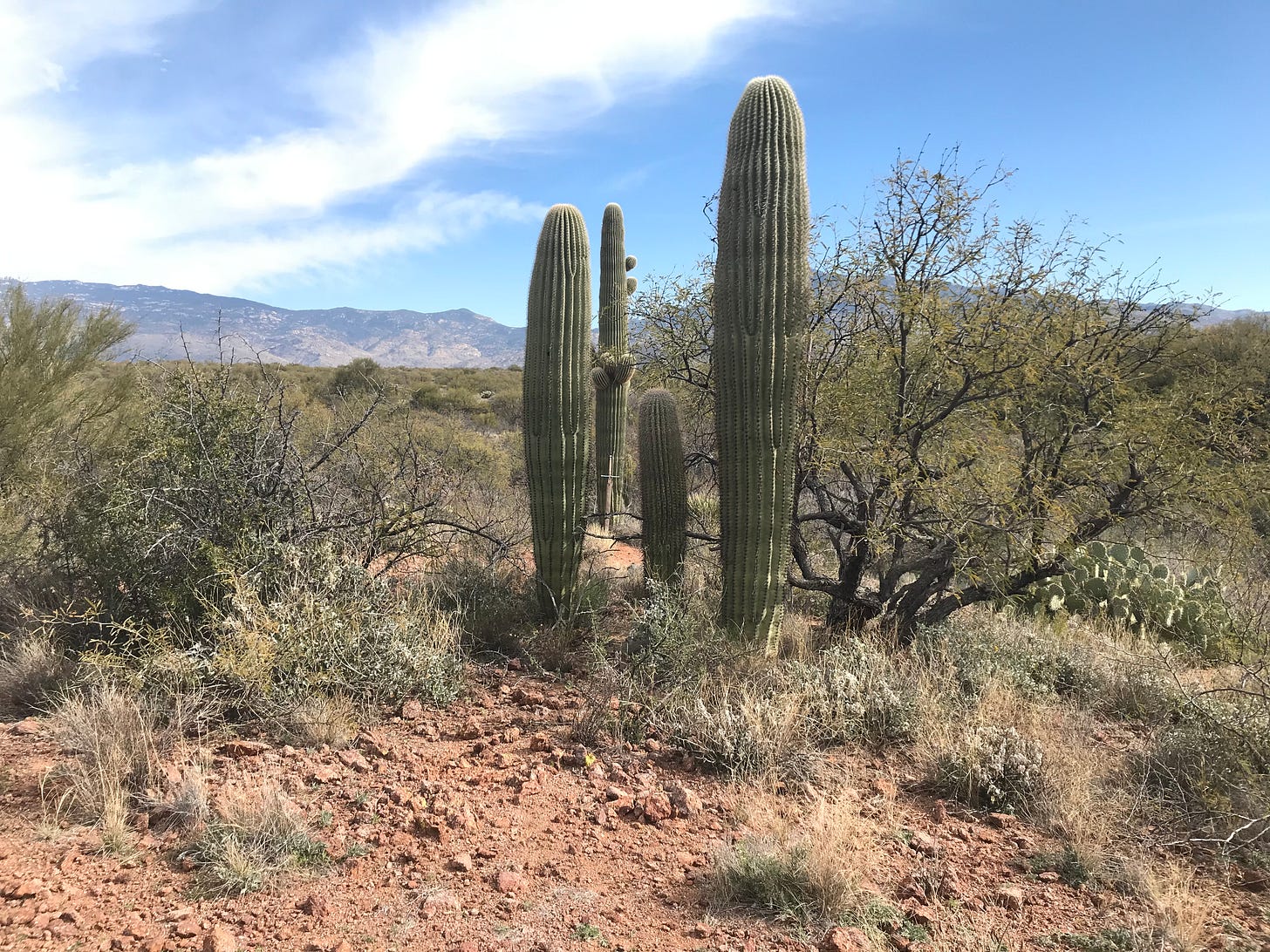 A desert landscape, focusing on four saguaros; you can make out a sword resting against the saguaro that is farthest back