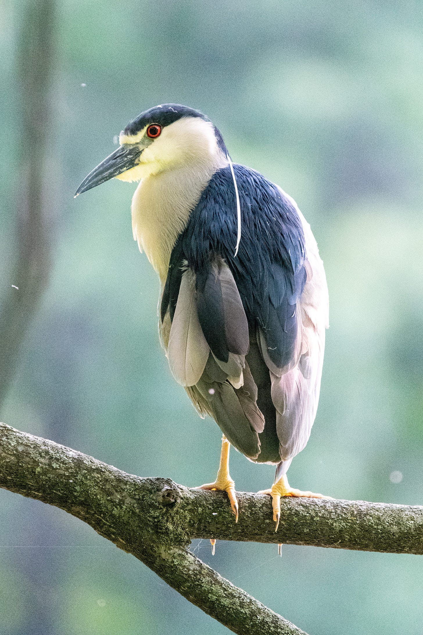 A black-crowned night heron, perched, looks back over its shoulder to the camera